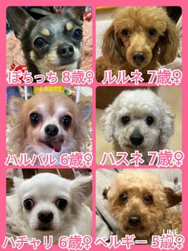 🐾今日の里親様募集中ワンコ🐶メンバーです🐾2023,5,29【保護犬カフェ天神橋店】